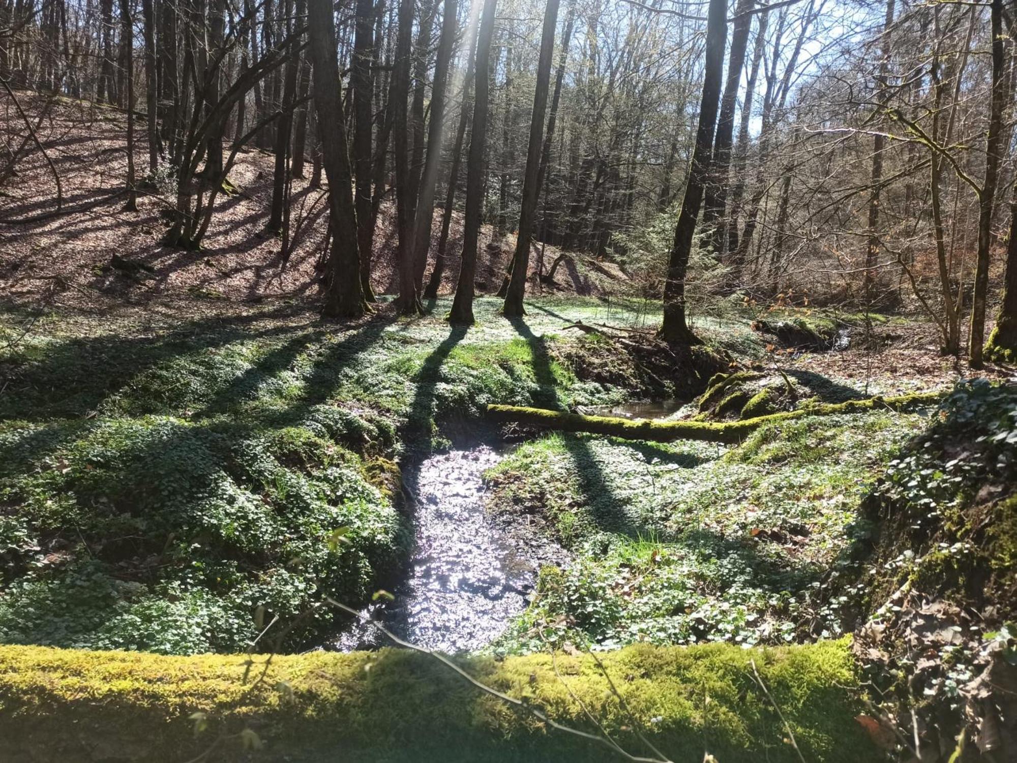 Wellness Ferienwohnung Biene Im Bergischen Land Much Bagian luar foto